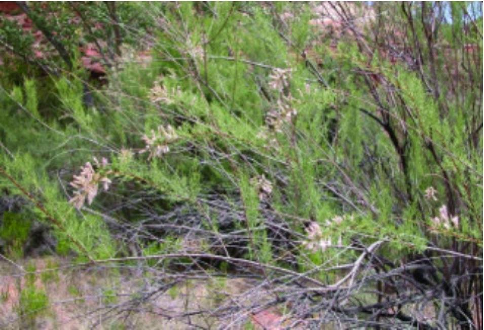tamarisk trees