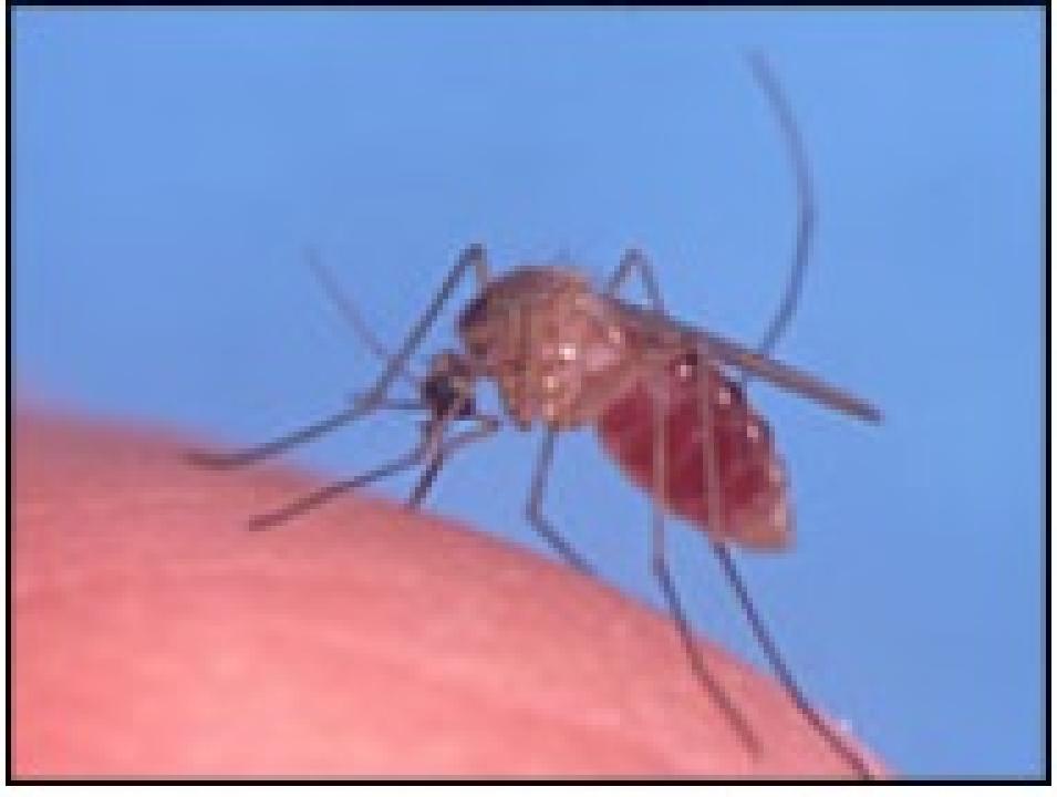 Mosquito arthropod