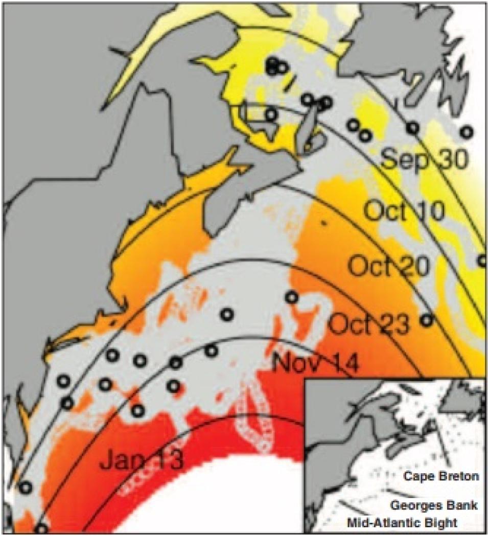 leatherback migration