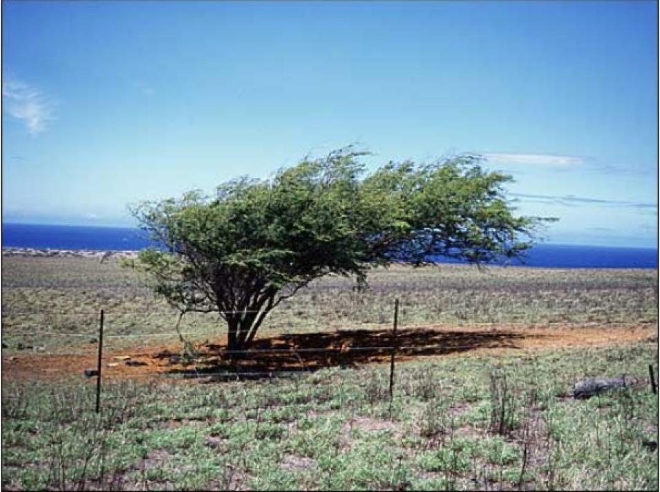 South Point tree