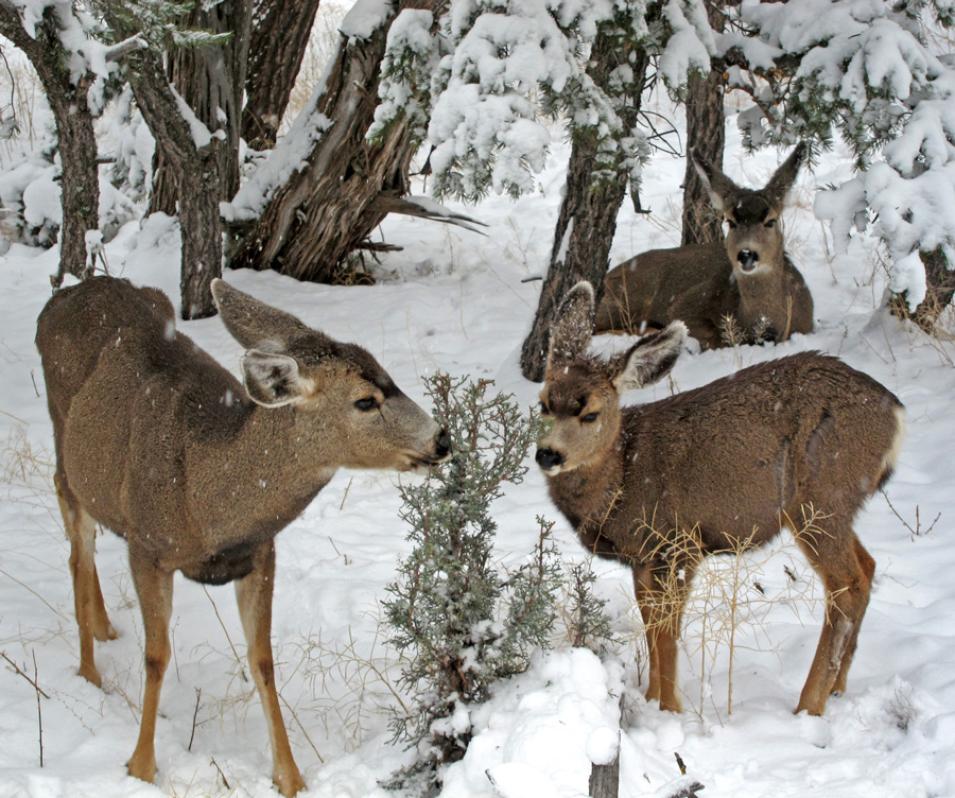 Photograph of mule deer nibbling on a small juniper tree