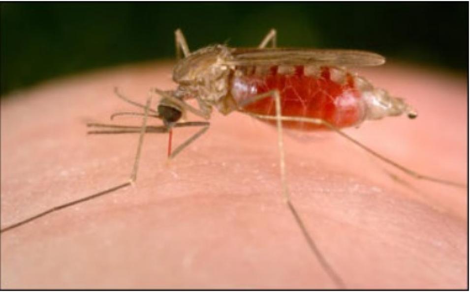 Anopheles mosquito