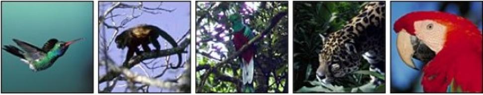 rainforest animals