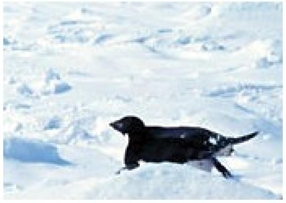 Antarctic penguin