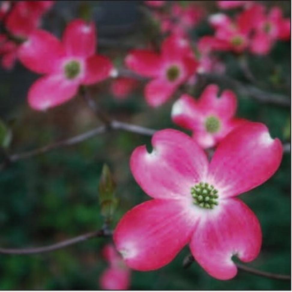 dogwood bloom