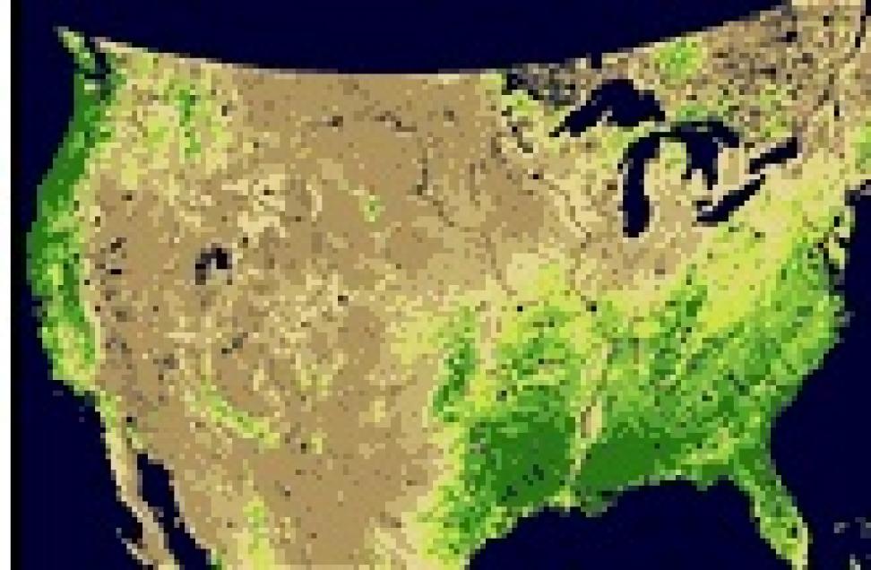 leaf area index