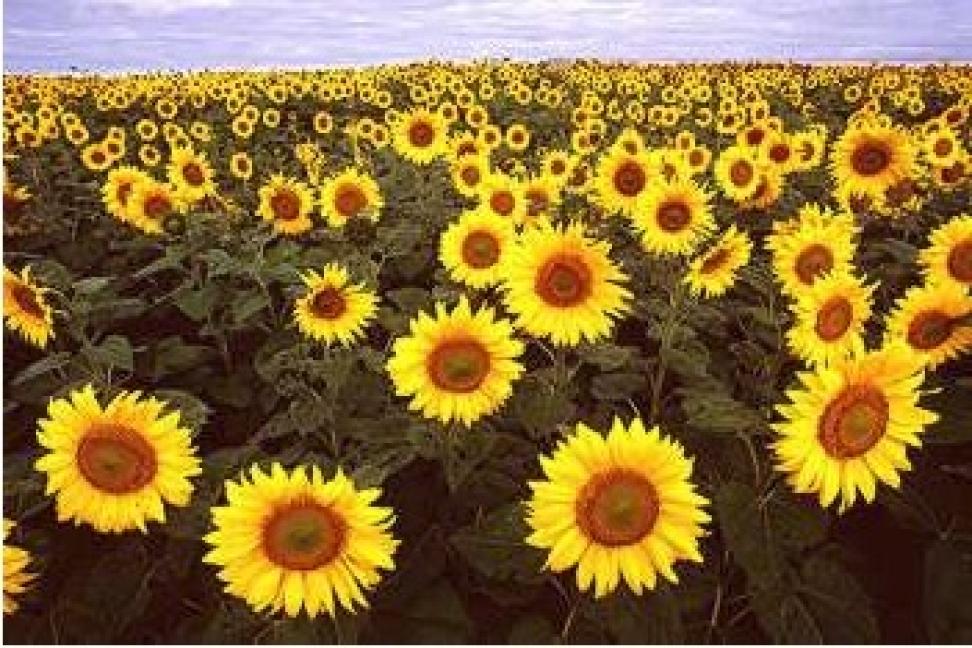 sunflowers in Fargo