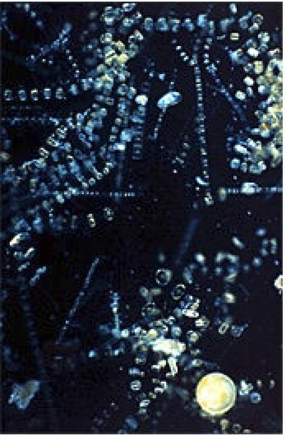 Diatoms silicate covering