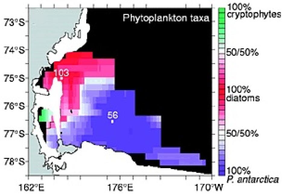 Phytoplankton taxa Ross Sea