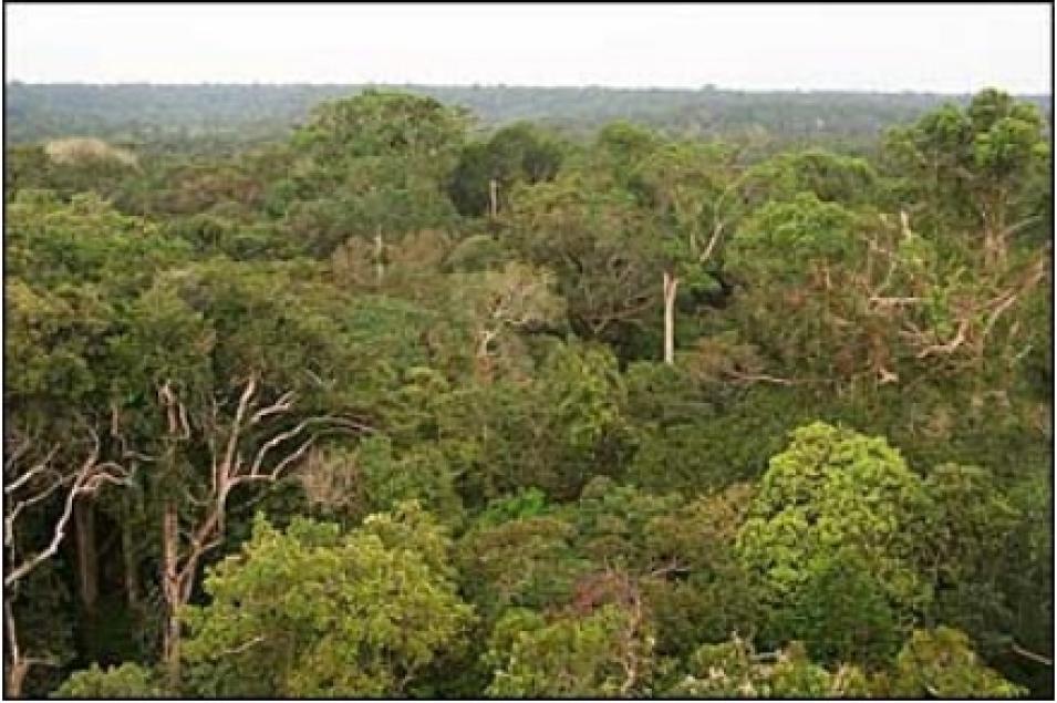 rainforest canopy Manaus