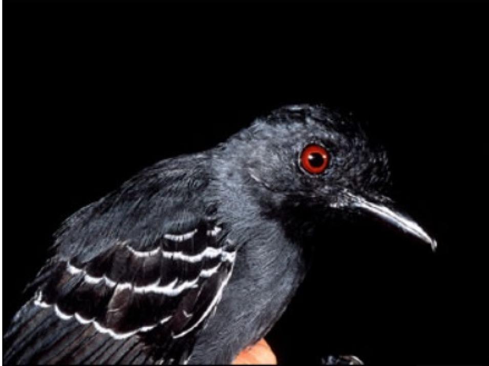 rainforest bird