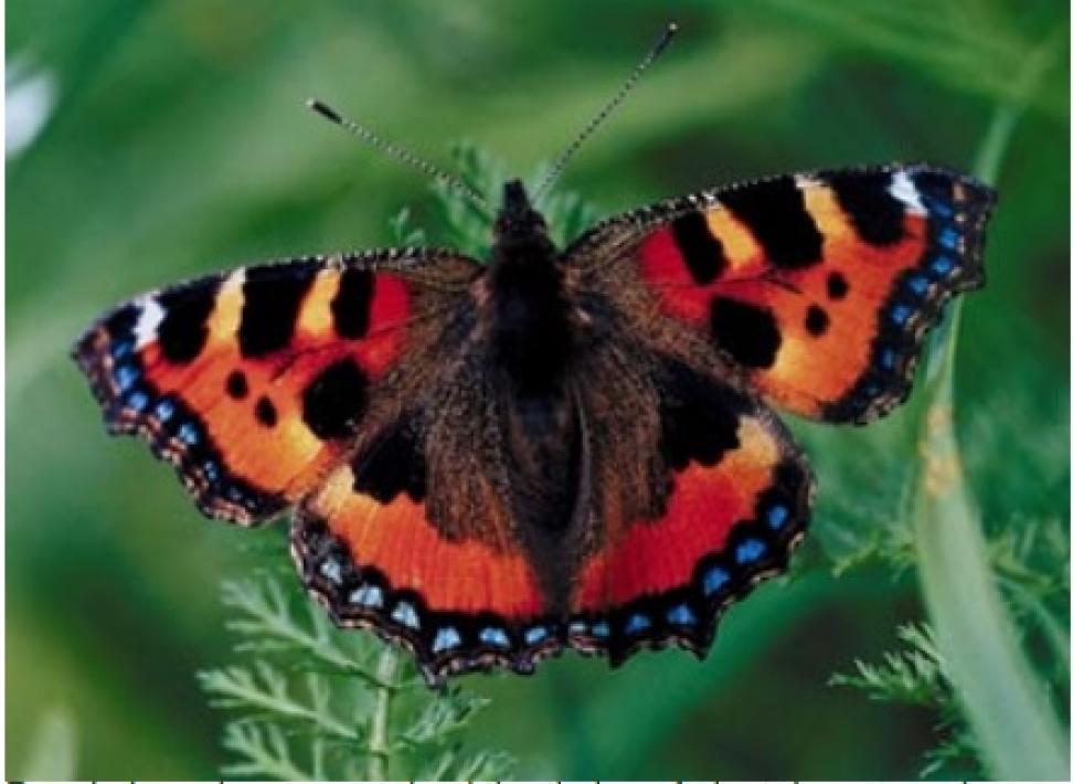 Milberts Tortoiseshell butterfly