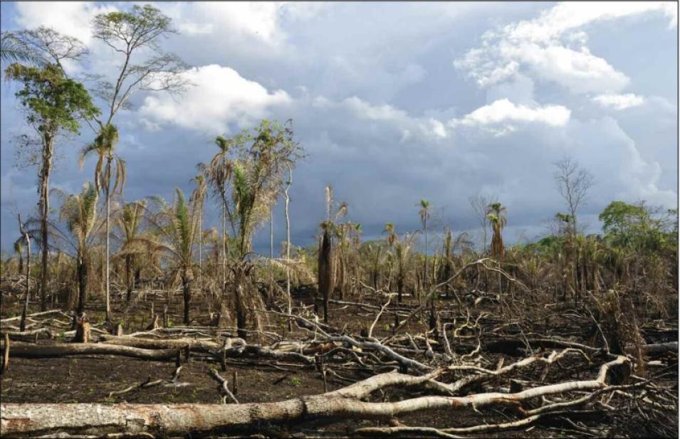 deforestation