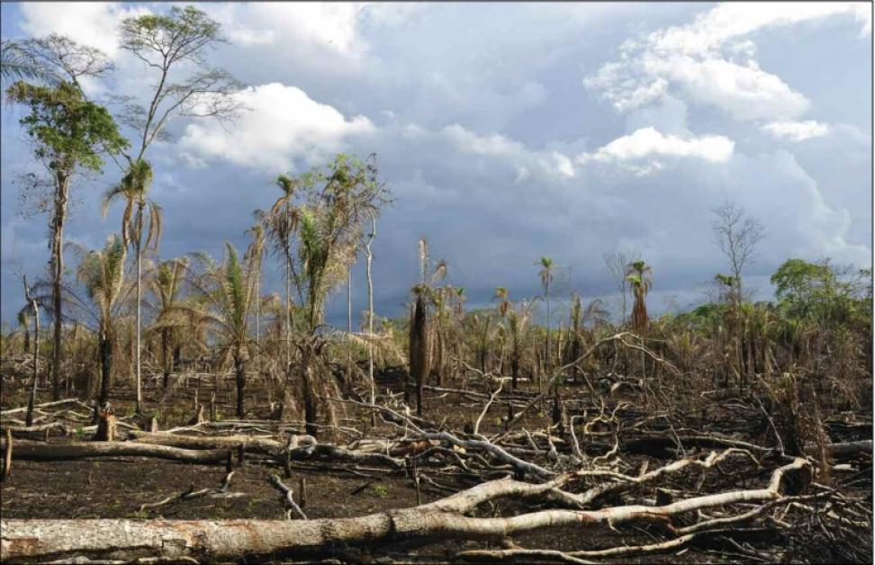 deforestation