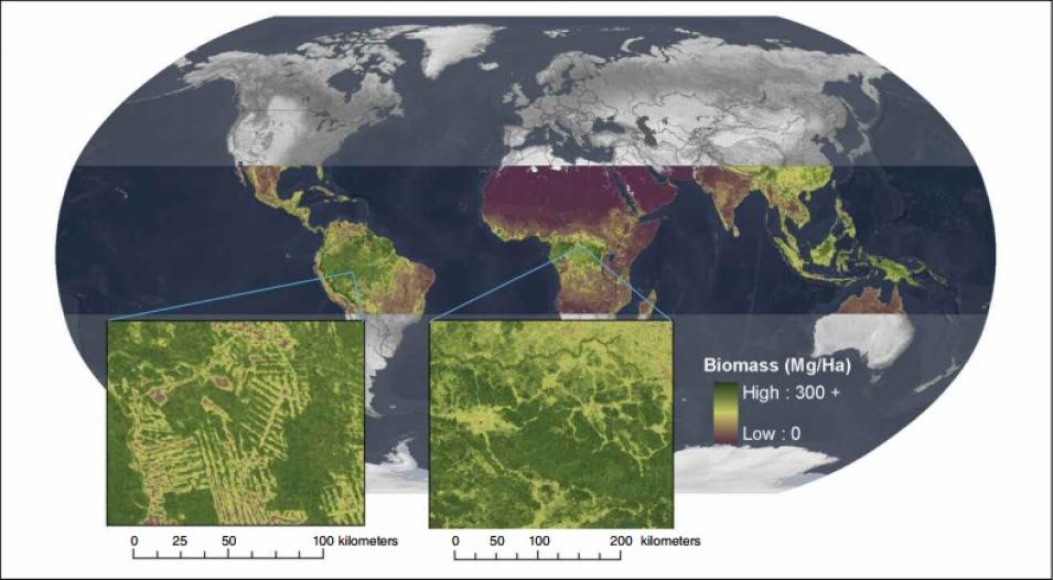 pantropical forest cover
