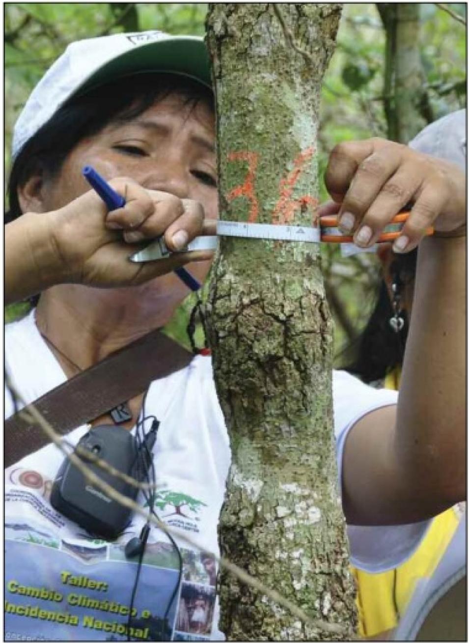 stem diameter measurement
