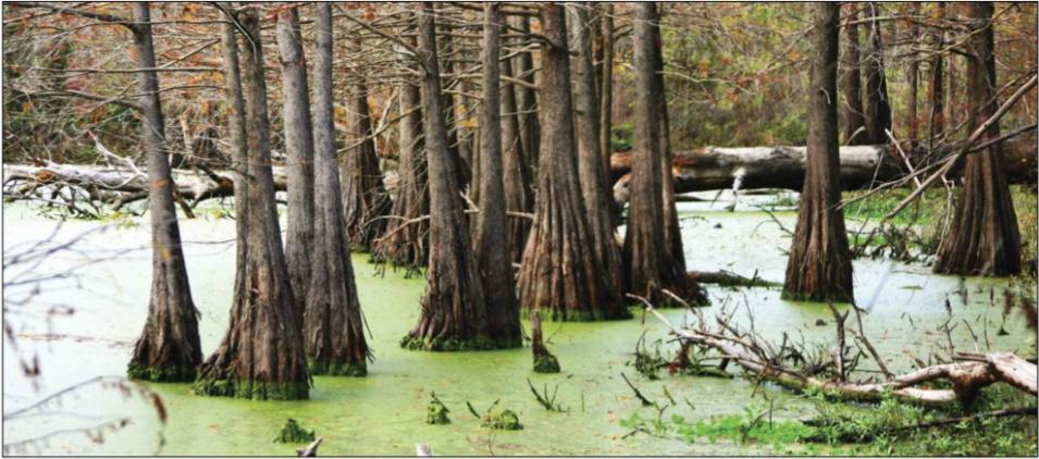 bald cypress forest