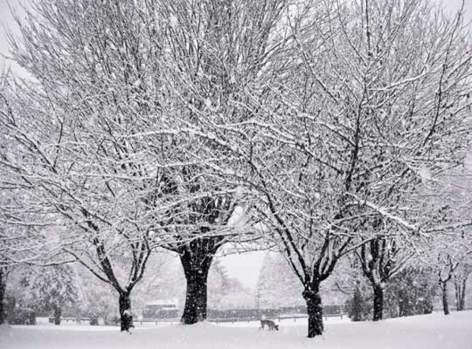 Photograph of a blizzard in Abbotsford, British Columbia