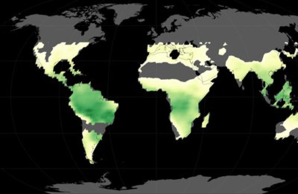 Data from the Global Ozone Monitoring Experiment (GOME) instrument shows Solar-Induced Fluorescence (SIF) of Chlorophyll estimates derived along the orbital tracks of the European Space Agency's (ESA's) European Remote-Sensing 2 (ERS-2) satellite on 1 July 1995.