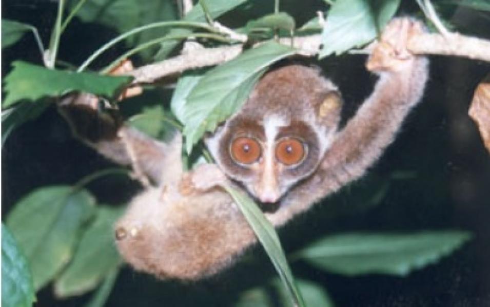 Slender Loris