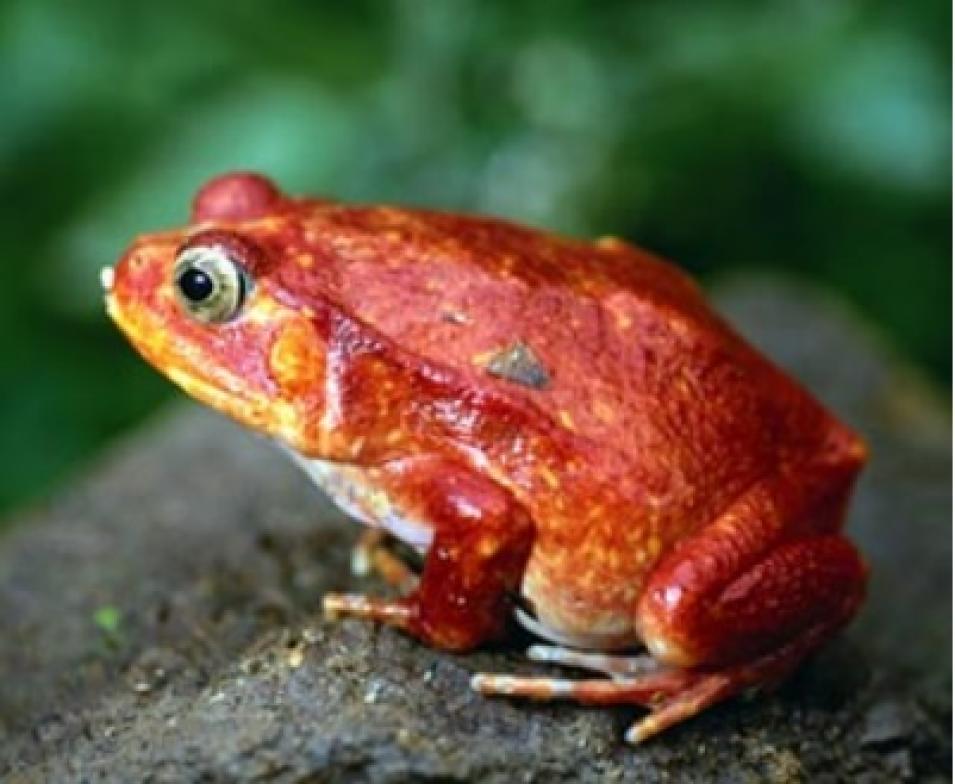 Amazon tree frog