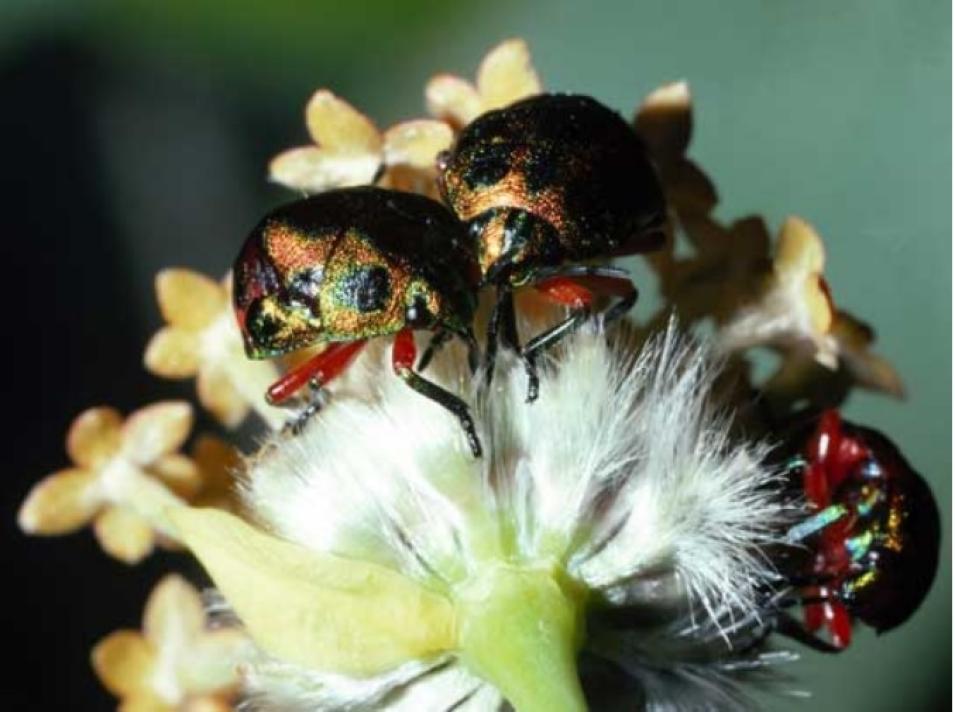 pollinating insects