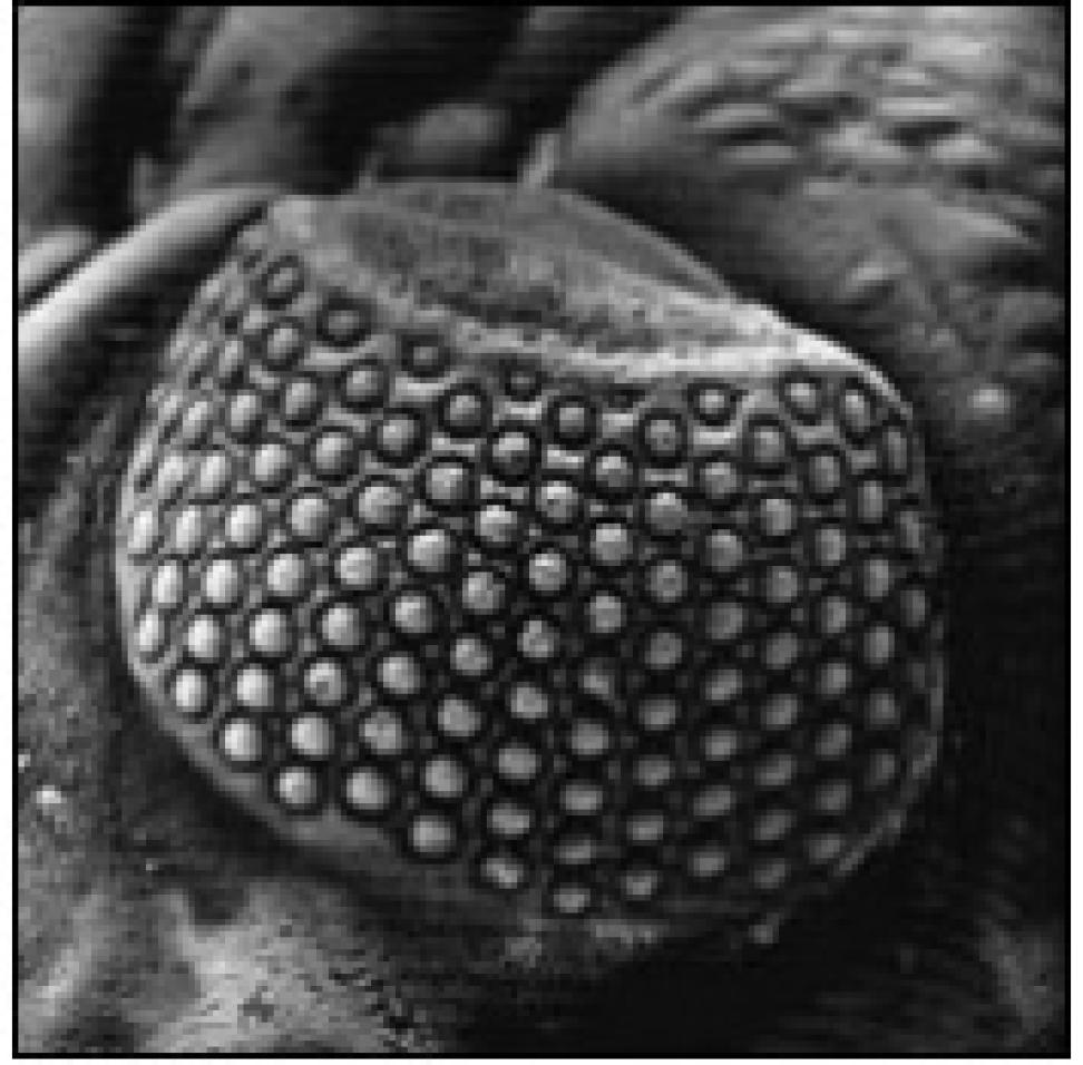 Phacops crystal eye