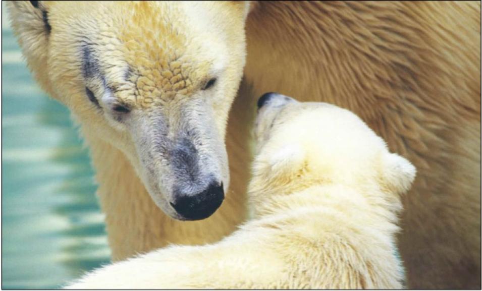 Polar bears