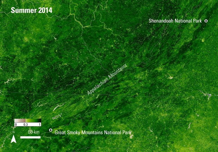MODIS 250-meter EVI image from summer over the Appalachian Mountains. 