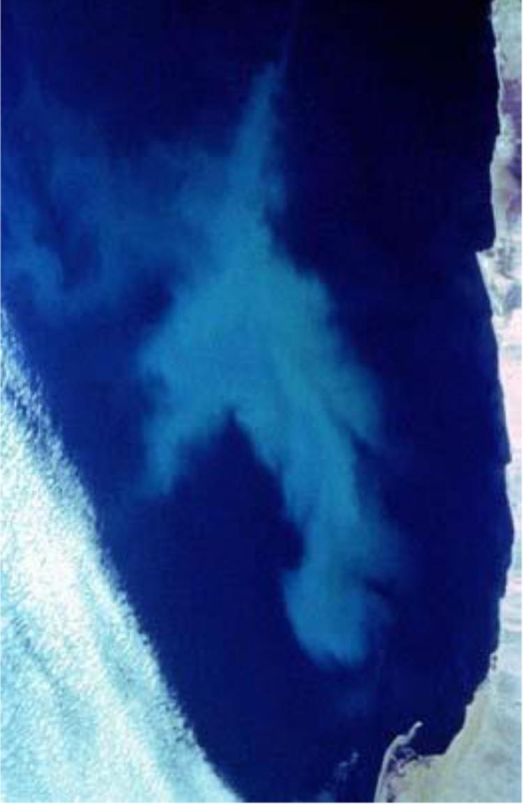 phytoplankton bloom