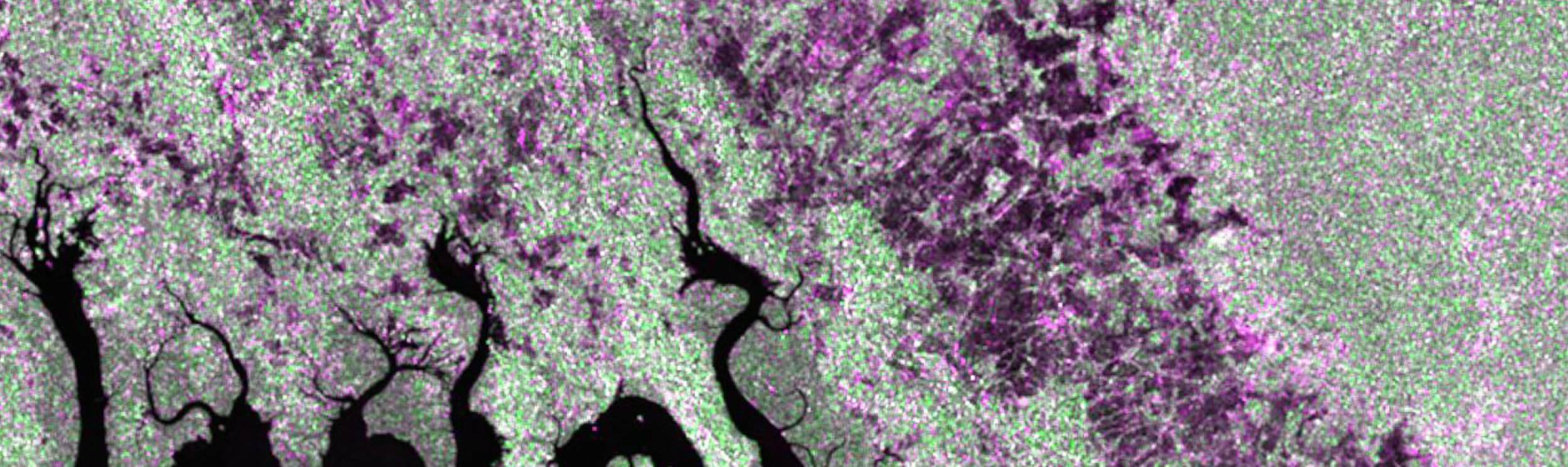 Satellite image identifying forest cover, with deforested land highlighted purple and forested land highlighted green
