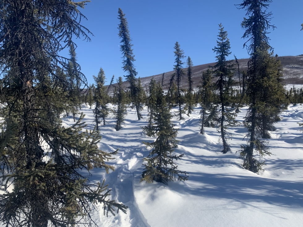 An image of the area studied in the NASA SnowEx campaign, which focuses on the tundra and boreal forest regions of Alaska.