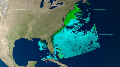 This rectangular image shows phytoplankton levels along Florida and the East Coast of the United States, the Bahamas, and Cuba. Land is colored in muted shades of brown and green, water is dark blue, and snow is white. Nearshore are bands of light to dark green depicting picoeukaryote organism levels. Further out to sea are regions in variations of light blue showing the presences of prochlorococcus cyanobacteria.