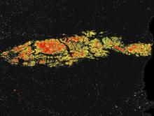 Image of vegetation disturbance in shades of red and yellow due to wildfires in South Korea on May 8, 2025 from the OPERA HLS Land Surface Disturbance product 