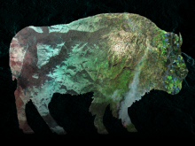 Bison silhouette representing the Department of the Interior, filled with layered satellite imagery symbolizing remote sensing and land stewardship.