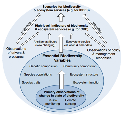 Essential Biodiversity Variables as defined by the Group on Earth Observations Biodiversity Observation Network; there are 6 EBV classes with 21 EBV candidates, focused on genetic composition, species populations, species traits, community composition, ecosystem function, and ecosystem structure.