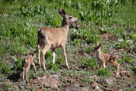 Photograph of a mule deer doe with twin fawns