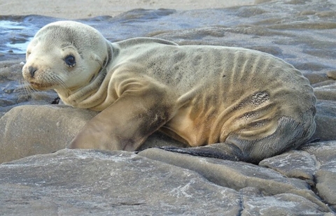 Photograph of a malnourished sea lion pup